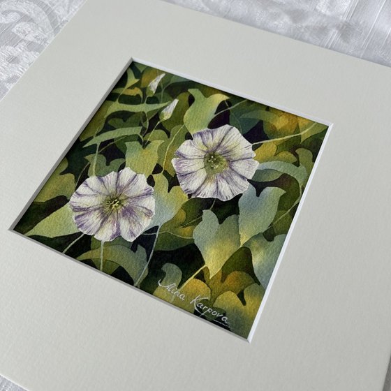 Morning glory miniature