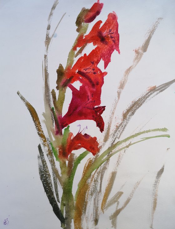 Gladiolus