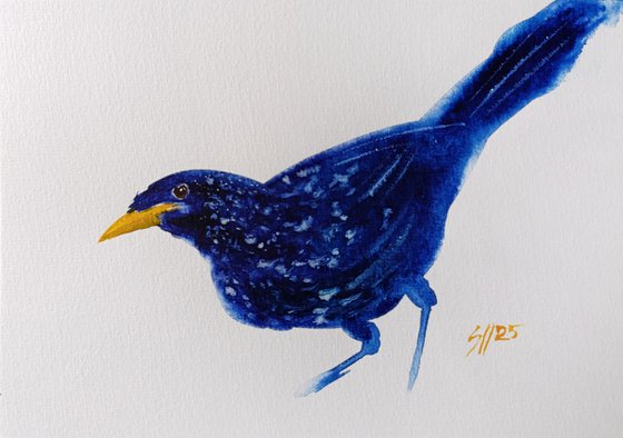 Blue bird V