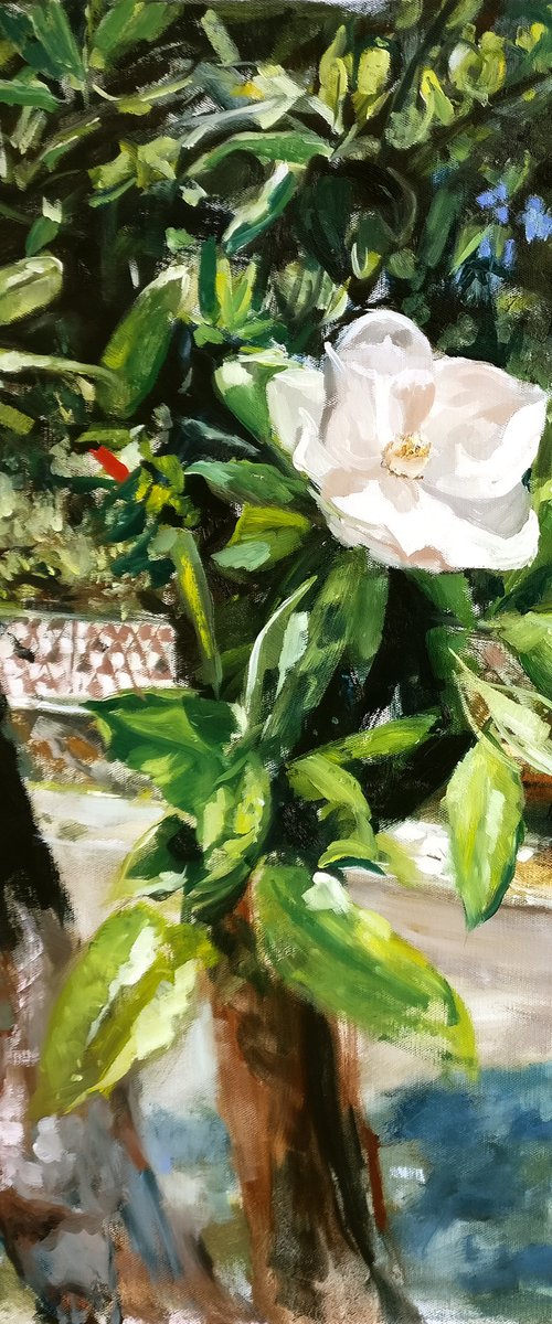 Magnolia -- outdoor still life with magnolia tree blossom by Leonid Plekhanov