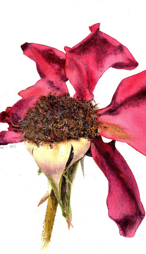 Heady Aroma Of The Dusk Rose by Alona Hryn