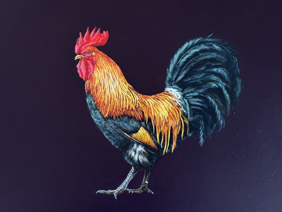 Lonely cock