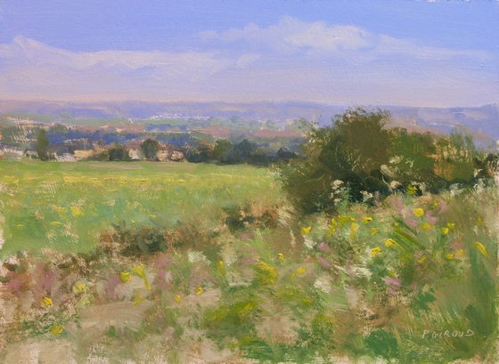 Meadow in Provence