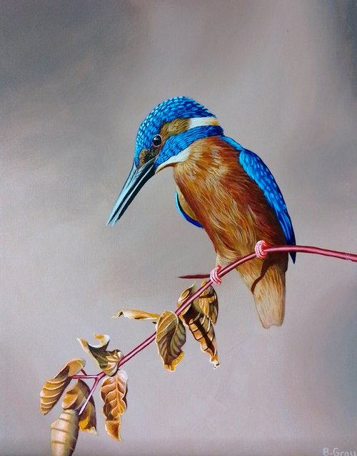 Kingfisher 2 by Barry Gray
