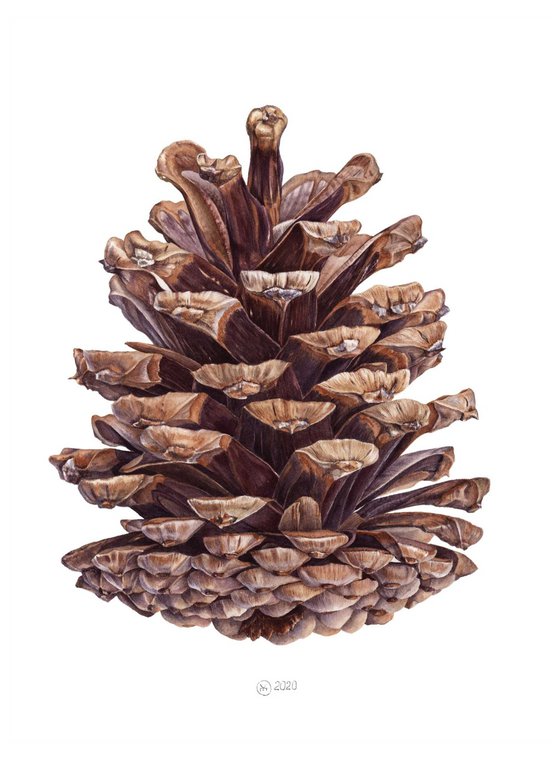 Pine Cone