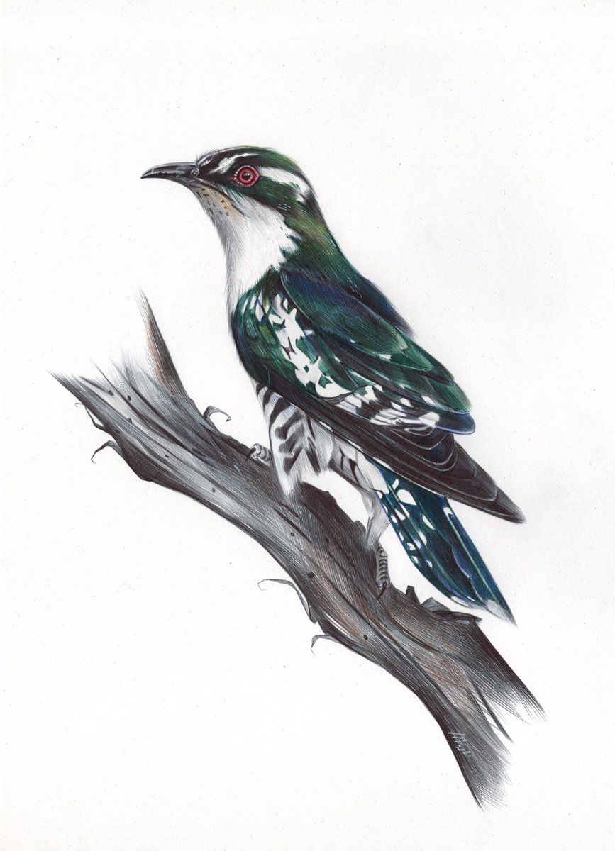 Photorealistic Animal Drawing By Daria Maier, 9 X 13, Diederik Cuckoo, Original Artwork