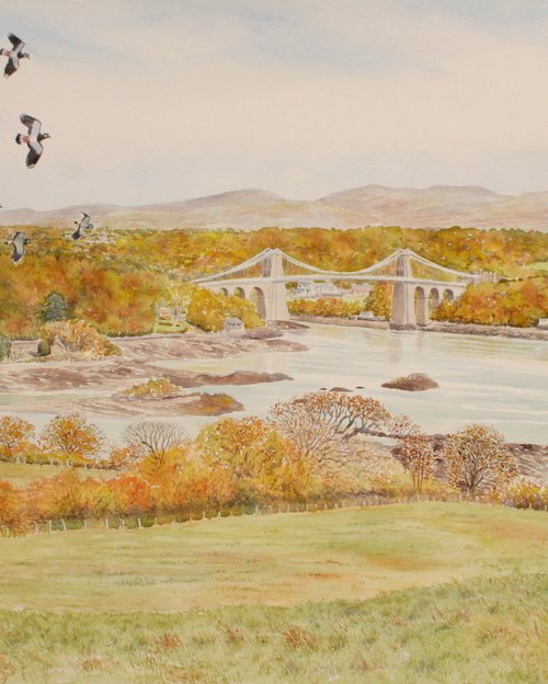 Autumn  flocking lapwings - Menai by John Horton