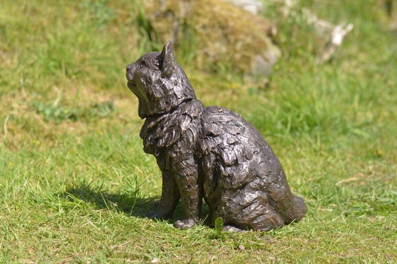 Longhaired Cat BR