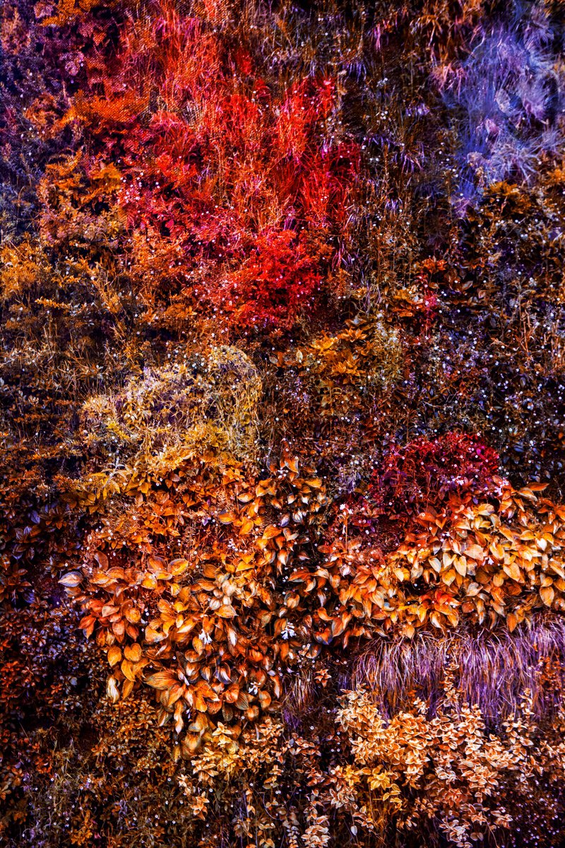 Impressionistic Botanical Photograph By Viet Ha Tran, 24 X 32", Wall Of Nature Lxii (Framed), Original Artwork