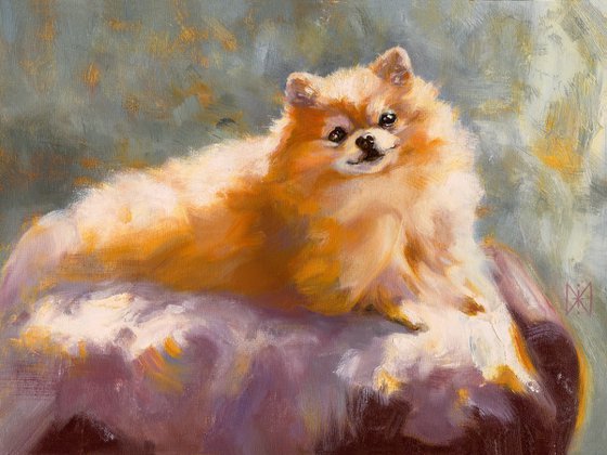 Portrait of a pomeranian