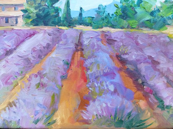 French Lavender Fields