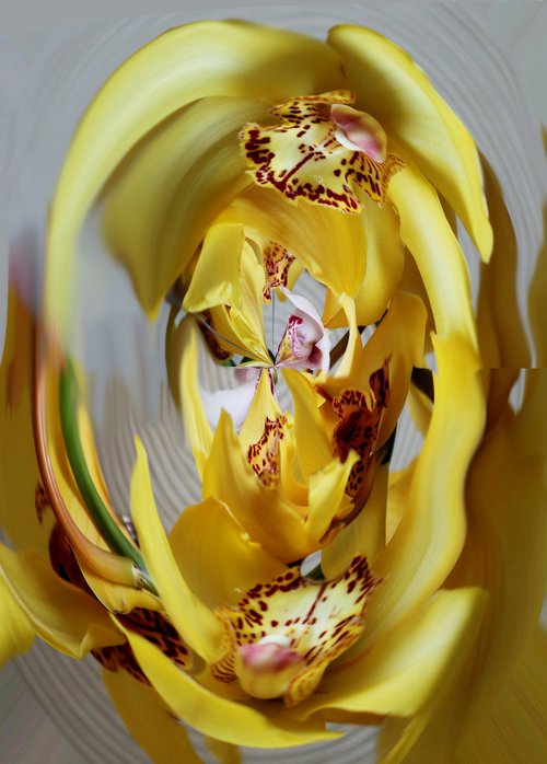 Strange orchids №2 by Marina Podgaevskaya
