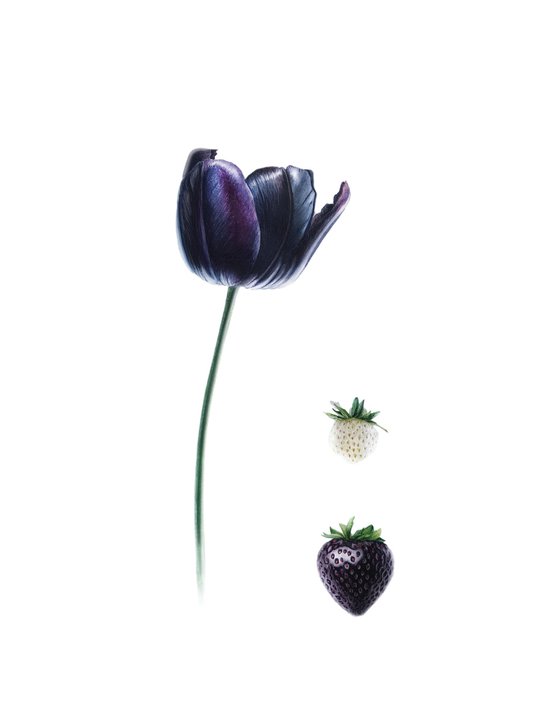 Black tulip. Black strawberry