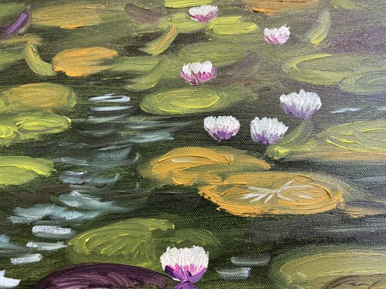 Water Lilies in the Sunlight
