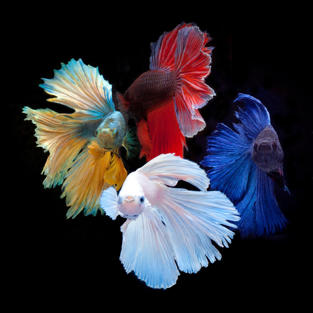 Photorealistic Animal Photograph By Michael Filonow, 26 X 26", Betta Kings, Original Artwork