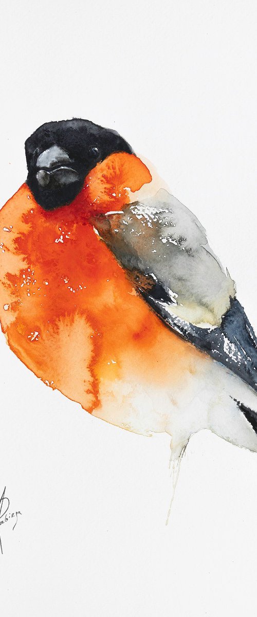 Bullfinch on white by Andrzej Rabiega