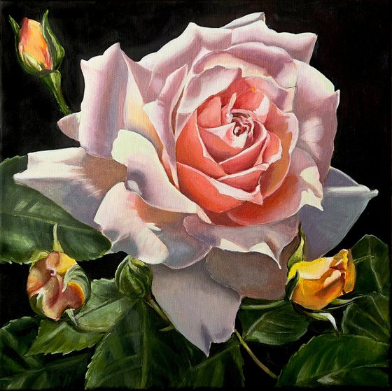 Rose in the Shadows