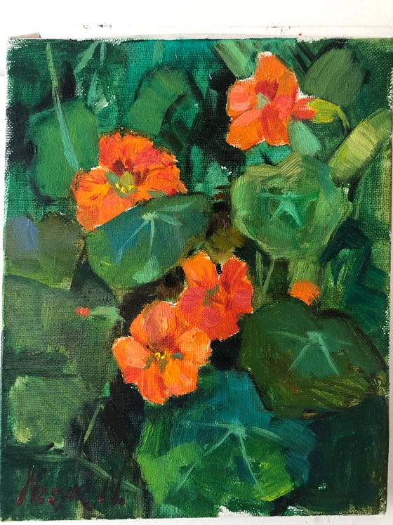 Nasturtium