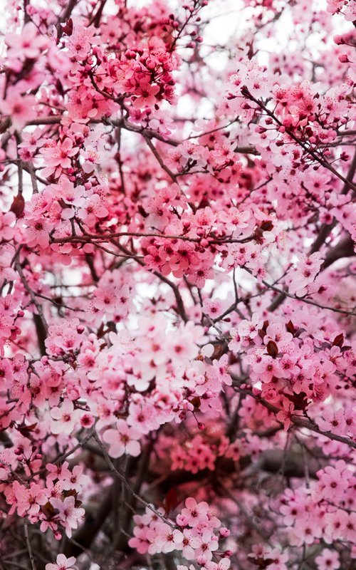 Romantic Sakura I (Samsung TV artwork) by Viet Ha Tran