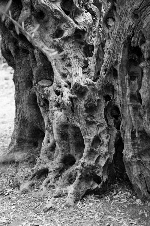 NT#99 Ancient tree by Mattia Paoli