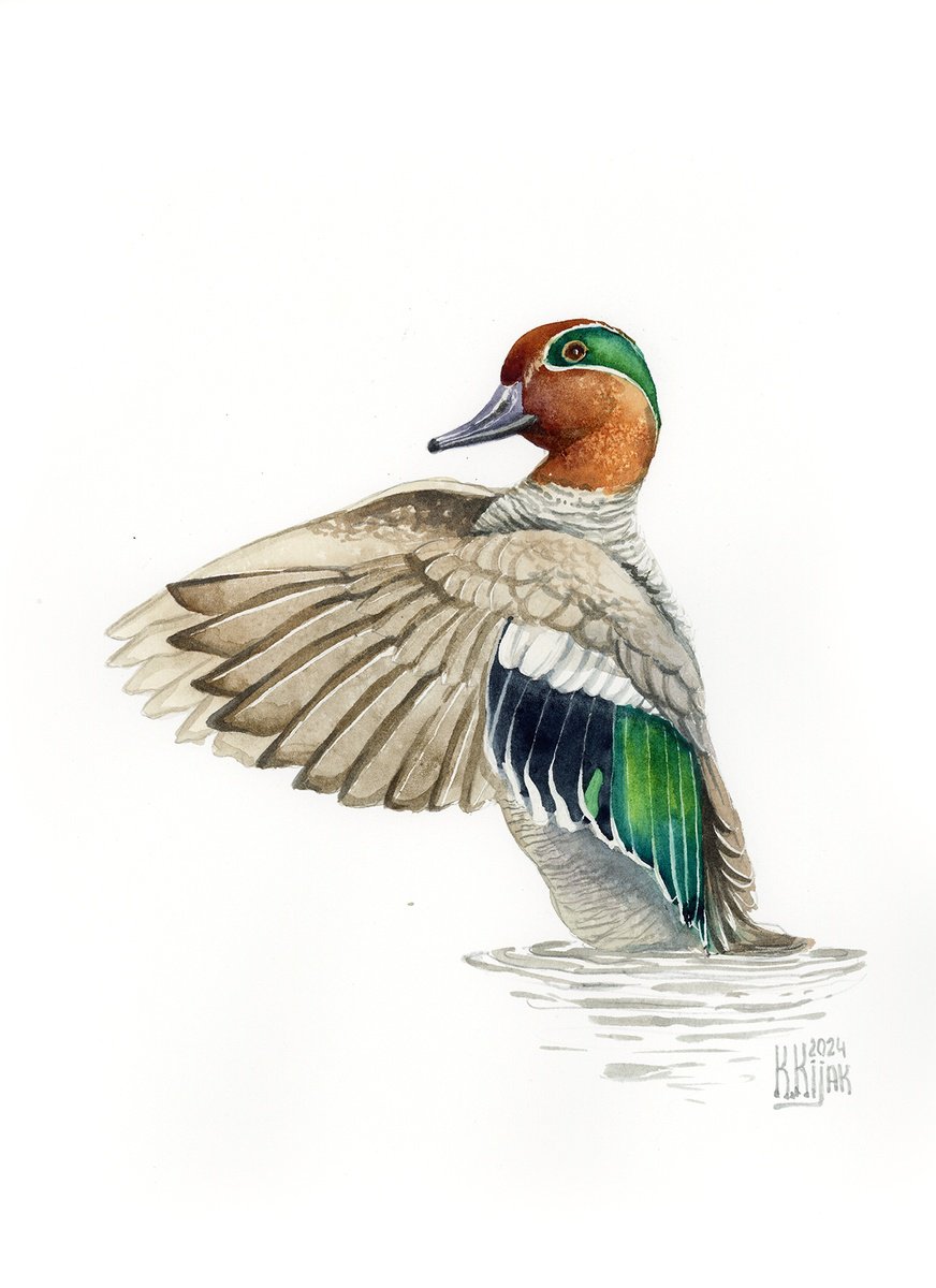 Eurasian teal by Karolina Kijak