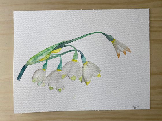Snowdrops watercolour painting