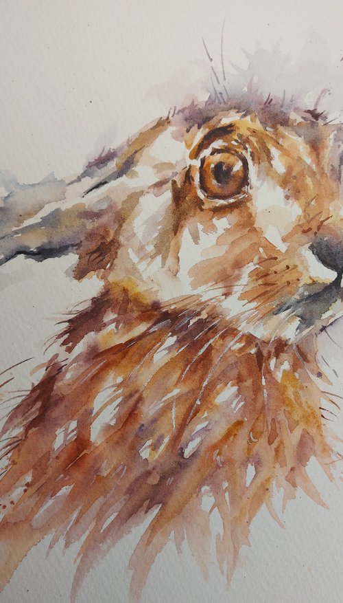 Hare in Watercolour by Sue  Green