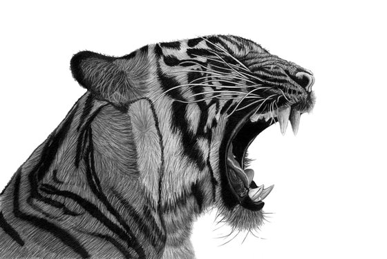 Growling Tiger (Updated)