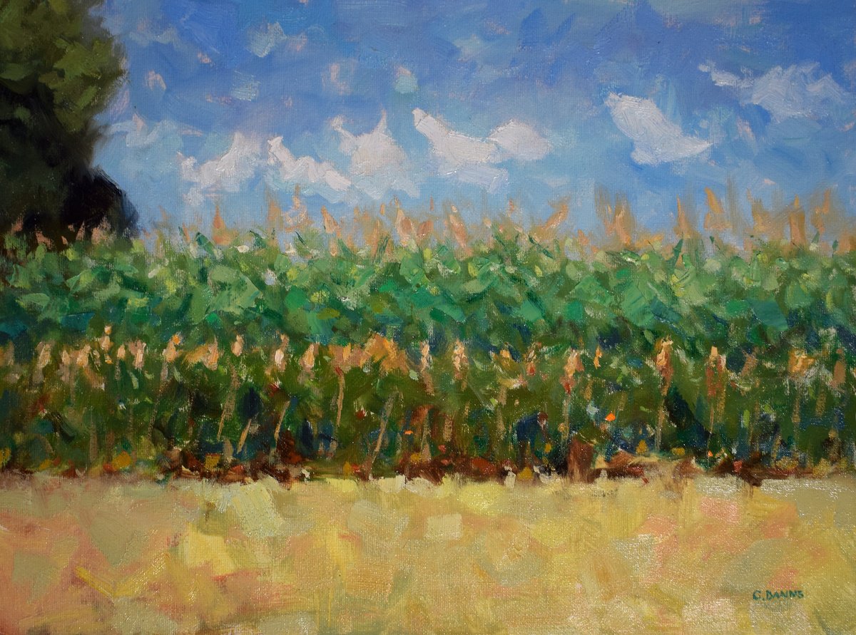 Field Of Corn With Dancing Clouds By Gav Banns, 16 X 12, Artwork For Sale On Artfinder