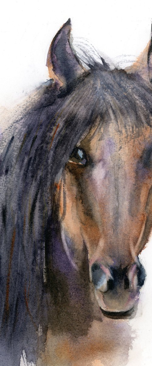 Horse portrait (1) by Olga Tchefranov (Shefranov)