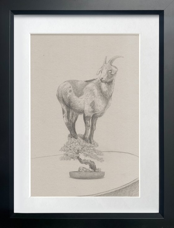 Bonsai Goat Pencil Study