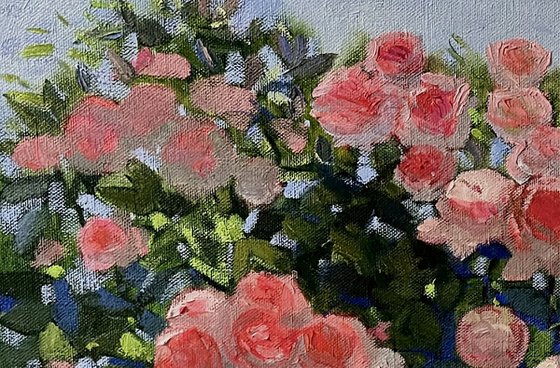 Roses in Bloom