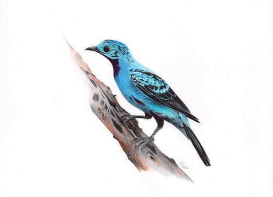 Spangled Cotinga