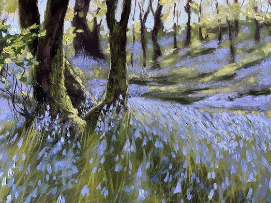 Bluebell wood