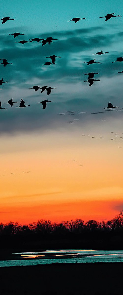 Sandhill Cranes by Emily Kent