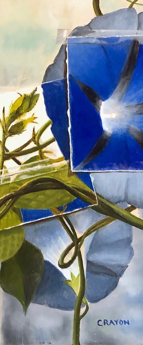Morning Glories by Dennis Crayon