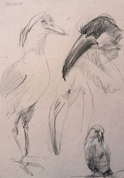 Sketches from the animal world. Birds (#1) by Irina Bibik-Chkolian