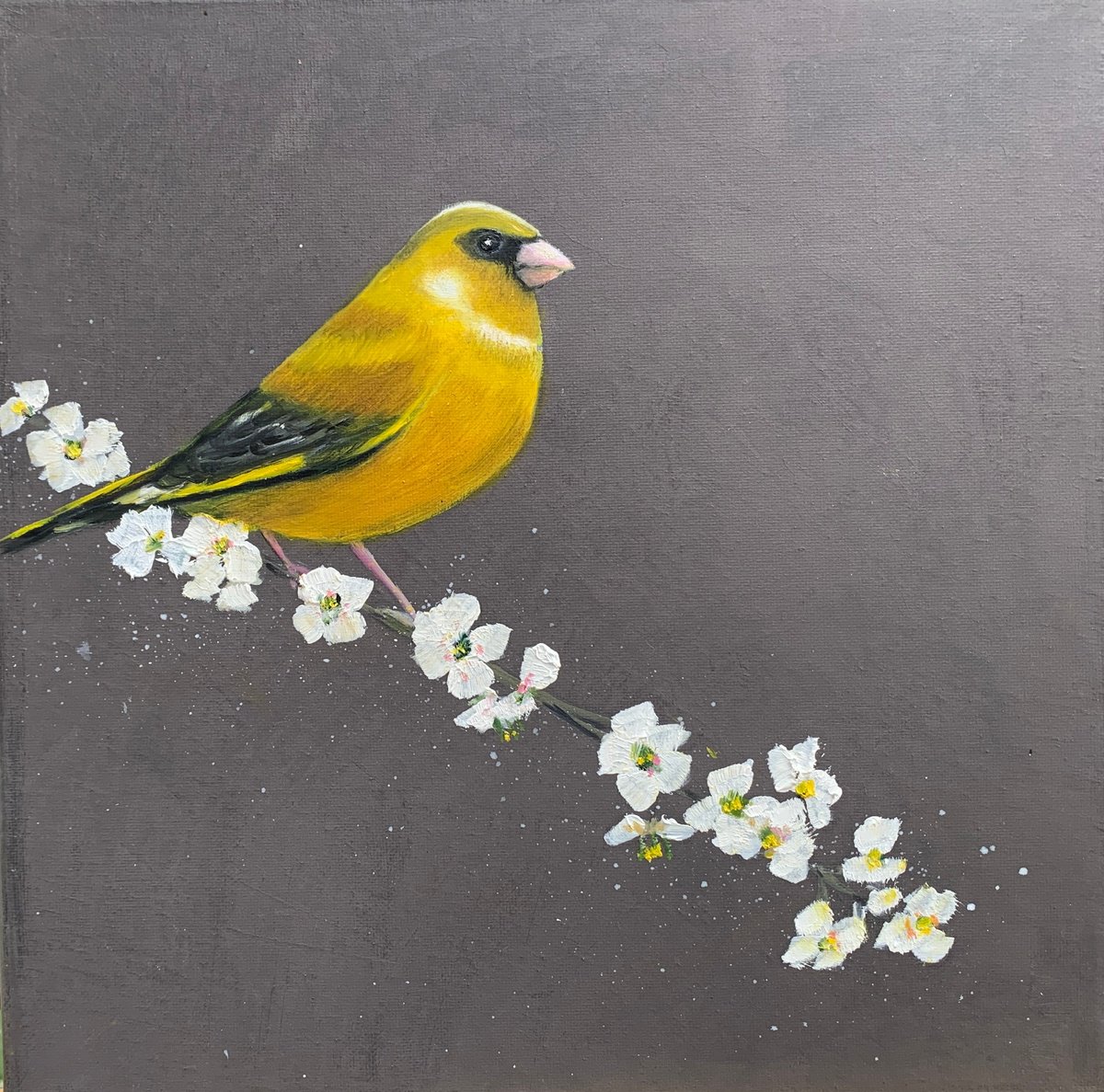 Greenfinch on Cherry Blossom by Laure Bury