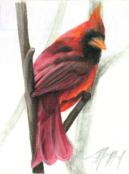 Cardinal by James Simon