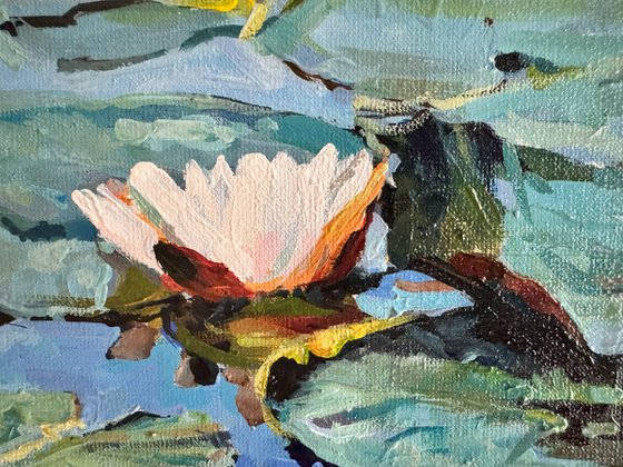 Waterlilies