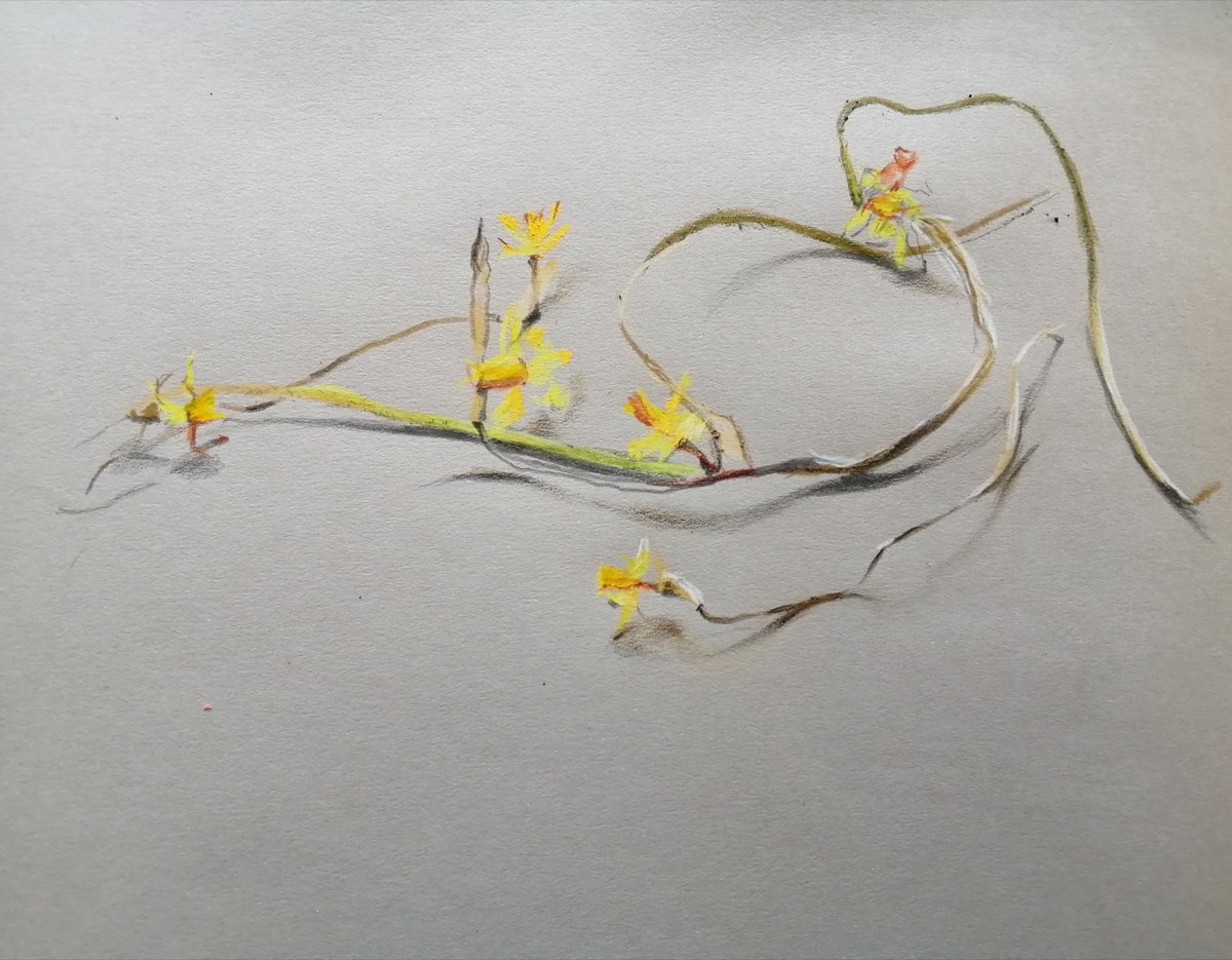 Spent daffodils by Rosemary Burn