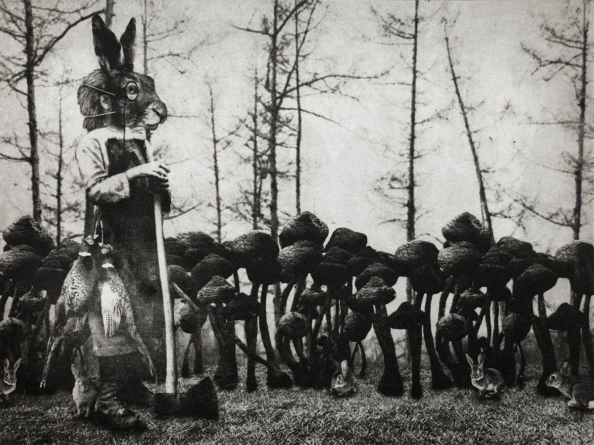 Exterior No.38: Chasing Rabbits by Jaco Putker