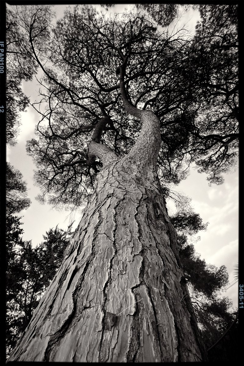 Ancient tree no.7 by Mattia Paoli
