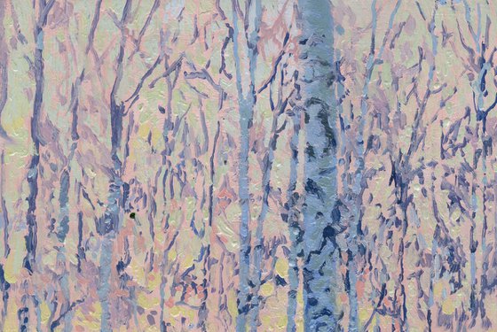 March morning. Birch trees