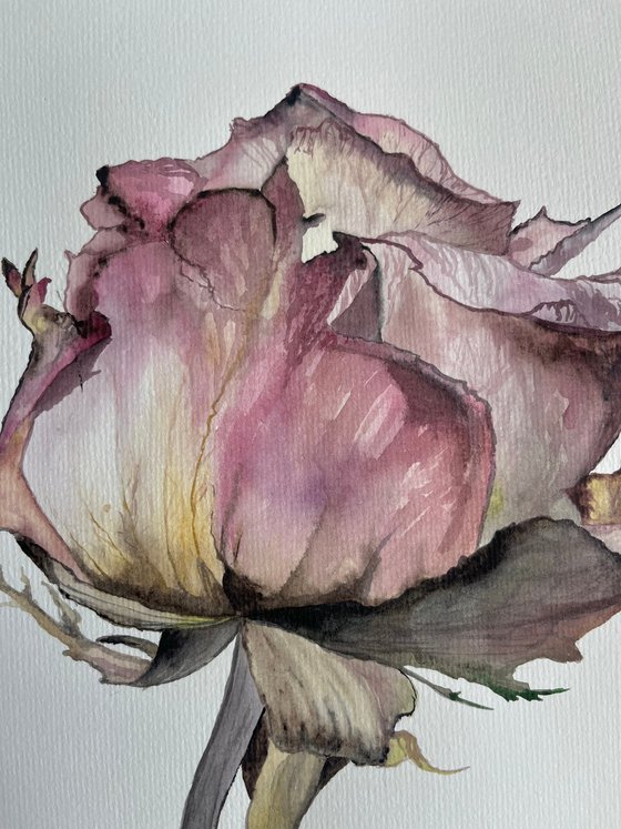 Pink Rose Pastel