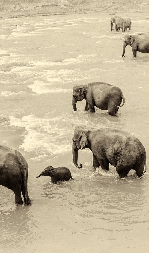 RIVER ELEPHANTS by Andrew Lever