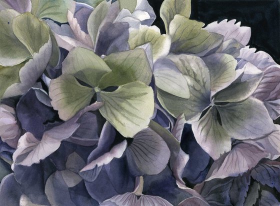 spring hydrangea watercolor