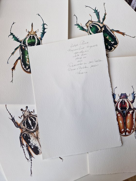 Mecynorhina torquata ugandensis, the Giant African Flower Beetle, flamy&violet male form