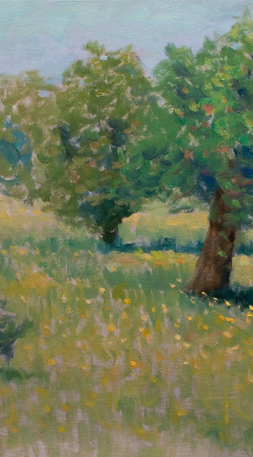 Wild apple Trees in field by Gav Banns