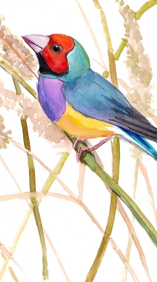Gouldian Finch by Suren Nersisyan